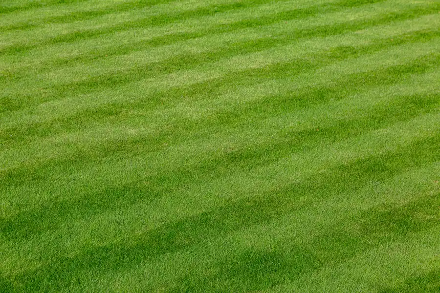 Boosting Curb Appeal With Expert Lawn Care Services Dayton, TN