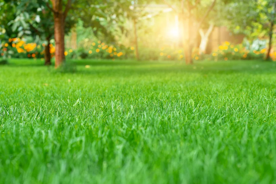 Lawn Care Mistakes Every Landscaper Should Avoid Dayton, TN